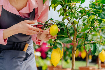 Blond female gardener cultivates lemon tree plant. Take care of greenhouse plant in pots. Scissors and pruning shears for flowers, cut off excess stems or harvesting. - Powered by Adobe