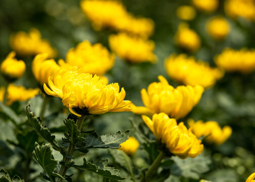 Close up of yellow chrysanthemum blossom branch in garden with bokeh background
