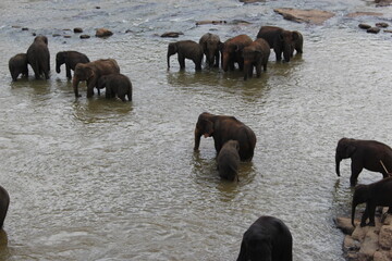 south east asia sri lanka elephants