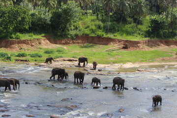 south east asia sri lanka elephants