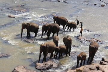 south east asia sri lanka elephants