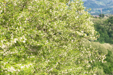 Fototapeta na wymiar Blooming magnolia in the mountains of Italy. During the flowering of magnolias in Tuscany, all the trees are in bloom.