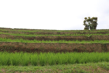 Fototapeta na wymiar south east asia rice field paddy