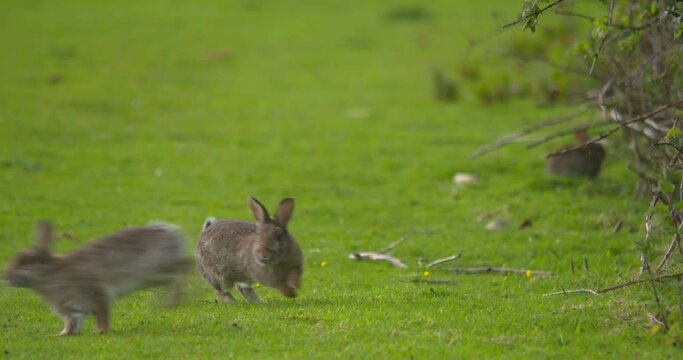Young rabbits playing at the edge of a green grass field hopping and twitching
