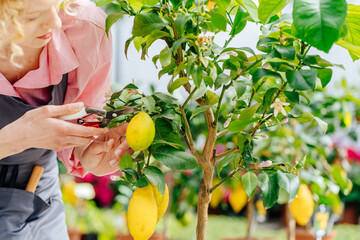 Blond female gardener cultivates lemon tree plant. Take care of greenhouse plant in pots. Scissors and pruning shears for flowers, cut off excess stems or harvesting. © Iryna