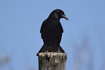 CRow on post and then taking off in flight off post against bright blue spring sky
