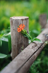 Small orange flower near a wooden fence. Natural background with the plant Saponária officinális against the blurred green grass. Spring bloom, gardening, horticulture concept.