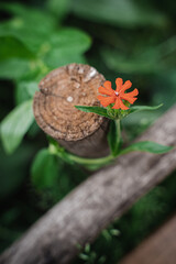 Small orange flower near a wooden fence. Natural background with the plant Saponária officinális against the blurred green grass. Spring bloom, gardening, horticulture concept.