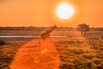 Giraffe in the bush © poco_bw