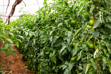 Organic tomatoes cultivation. Closeup of fresh green vegetables ripening in glasshouse