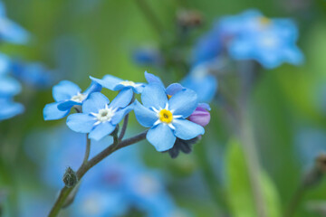 Macro photo of a forget-me-not blossom (Mysotis sylvatica).