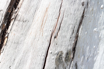 Obraz premium Natural Eucalyptus tree textured bark background in white colors. copy space, presentation overlay