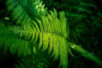 Beautiful fern leaves in the forest. Fern growing in the woodlands. Natural wild vegetation in Northern Europe.