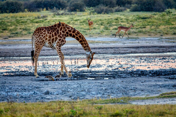 giraffe and two impala