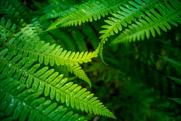 Fototapeta na wymiar Beautiful fern leaves in the forest. Fern growing in the woodlands. Natural wild vegetation in Northern Europe.