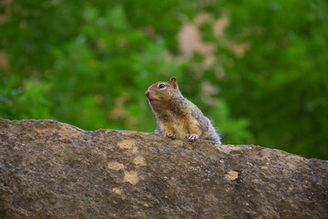 Naklejka na ściany i meble Eichhörnchen auf Felsen