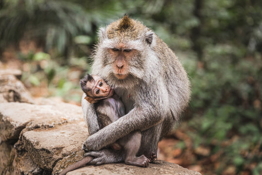 Mother monkey breast feeding adorable baby on stony fence in tropical monkey forest in Indonesia