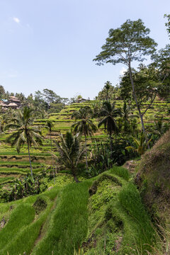 Lush abundant rice fields growing on hilly terrain in tropical countryside in Indonesia under blue sky