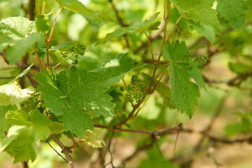 Weinblüte Mosel