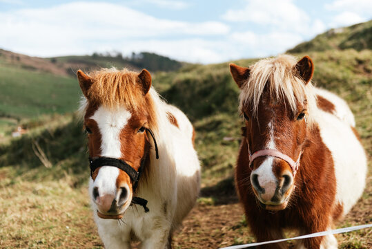 Mares with white and brown coat in bridles standing on green meadow under cloudy sky in countryside