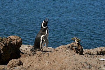 penguin in the peninsula of Valdes, province of Chubut, Argentina