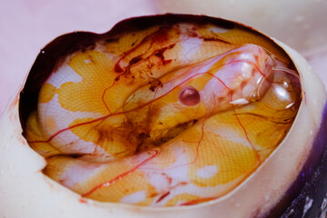 The Royal python (Python regius), Purple Albino Ball Python on white background. (Snake)