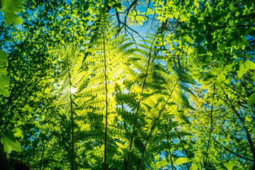 A beautiful fern leaves from below. Fern growing in the forest during summer. Woodlands vegetation in Northern Europe.