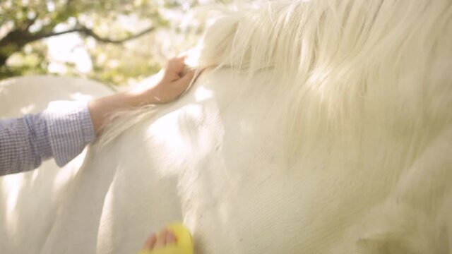 A young woman cleans a white horse with a yellow brush in nature. Green grass, beautiful background. Animal care, love friendship. grooming, ranch. sun light