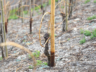 Weinberg mit Herzbindung