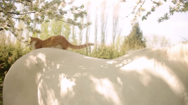 A beautiful red cat sits on the horse's back. Friendship, love, care. Pets together. Nature, spring trees sunshine, outdoor, ranch