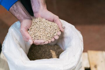 From above crop unrecognizable male worker demonstrating dry germinated cereal above bag on floor in brewery