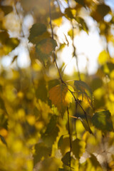 Obraz premium Blur birch branches and leaves in autumn, back sunlight, autumn background