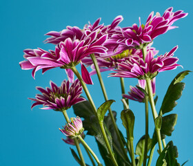 chrysanthemum flower growing on white background