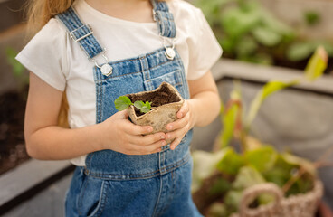 Child holding pot with green leaf. Little girl gardening outdoors. 