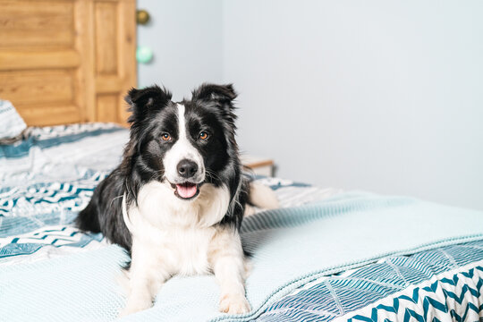 Portrait of a black and white border collie dog sitting on the bed looking at camera in the bedroom