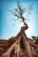 Angkor Wat temple - Ta Prohm