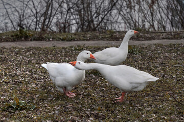 Domestic white geese wandering around the riverside