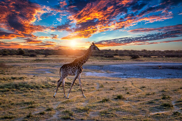 Giraffe in the bush © poco_bw