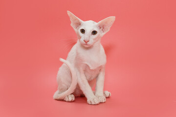 Small oriental kitten of white color