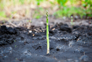 A young green sprout of asparagus grows in the black ground. Close-up