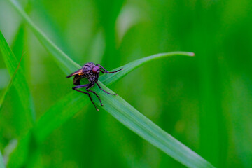 Insecte sur un plante