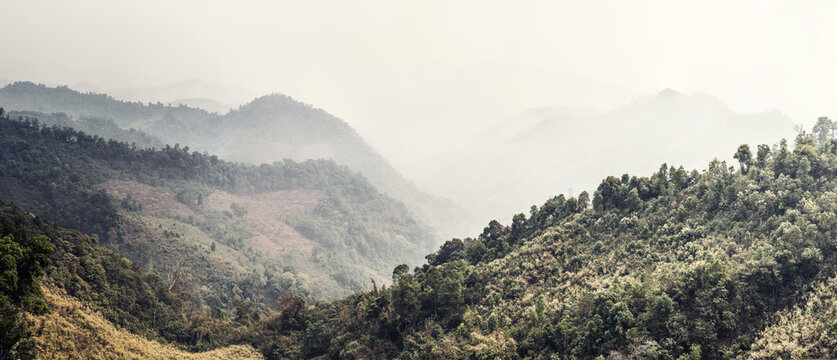 Fototapeta Majestic view of woods with green trees in mountains on foggy day in Laos