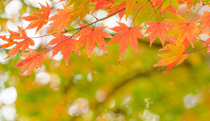 Fototapeta na wymiar さわやか日本の自然景色(秋) Refreshing natural scenery of Japan (autumn) 美しい「もみじ・紅葉風景」クローズアップ撮影 Beautiful 