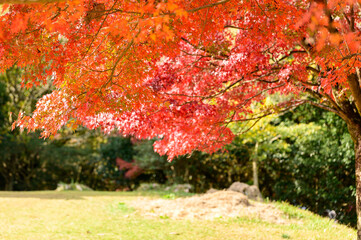 Fototapeta na wymiar さわやか自然「秋の季節」 日本の紅葉風景 日本2020年秋撮影 九州・熊本県(立田自然公園) Refreshing nature 