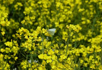 Rapsblüten mit kleinem Schmetterling