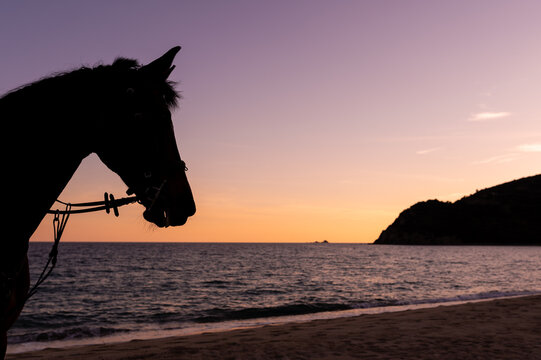 Muzzle of chestnut horse with reins against wavy ocean and green mount during sunset