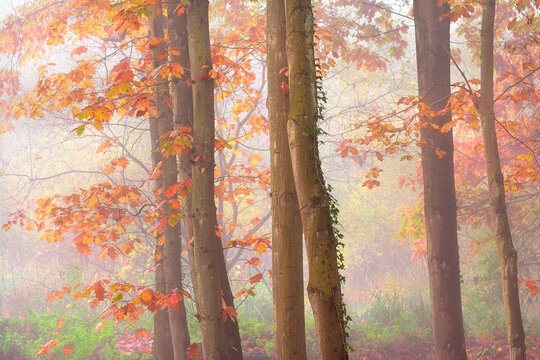 Picturesque scenery of autumnal wood with colorful foliage trees during fall season