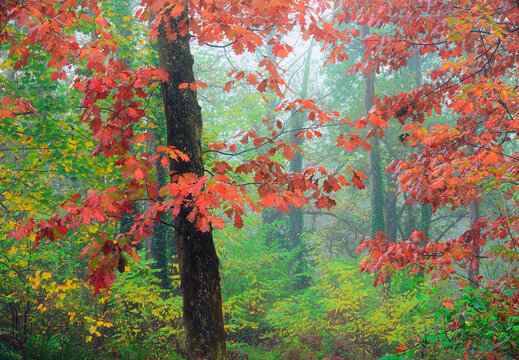 Picturesque scenery of autumnal wood with colorful foliage trees during fall season