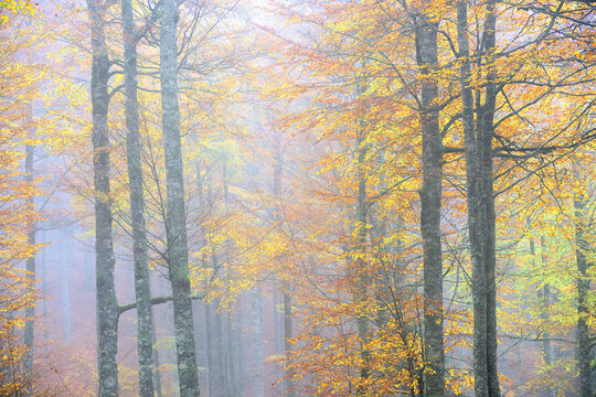 Picturesque scenery of autumnal wood with colorful foliage trees during fall season