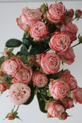 bouquet of roses isolated